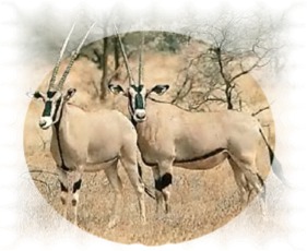 l'oryx ble