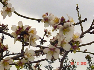 Amandiers en fleur, sur la routr de Raf-Raf