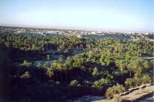 oasis de Nefta